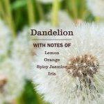 Dandelion Plug In Scented Oil Refill, 2-Pack - Image 4