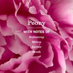 Peony Plug In Scented Oil Refill, 2-Pack - Image 5
