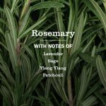Rosemary Liquid Hand Soap - Image 4